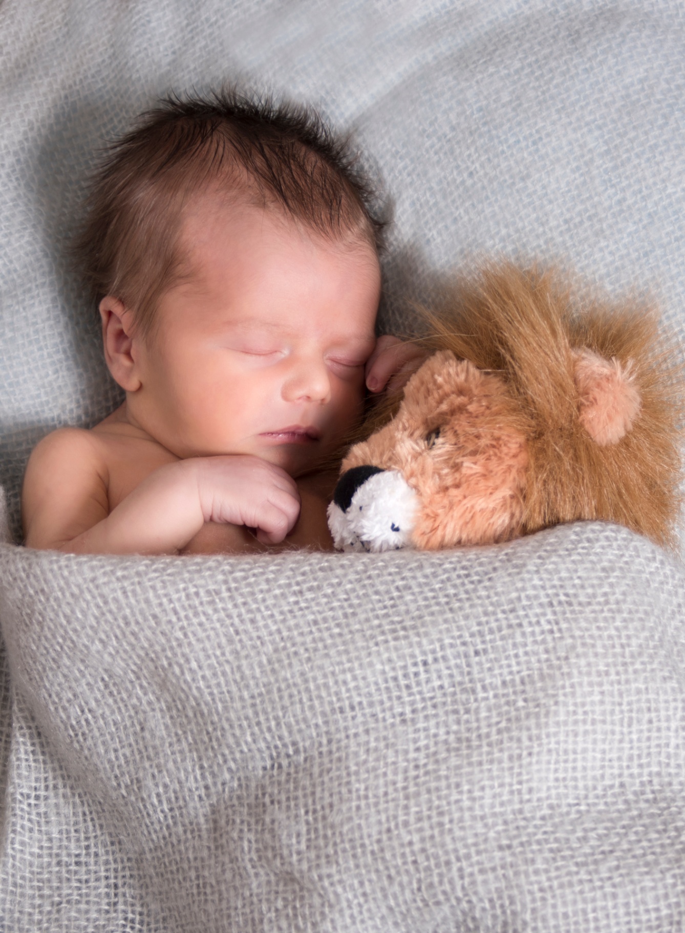 Sleeping newborn Chevy tucked into a soft pale wrap beside a small lion plush toy