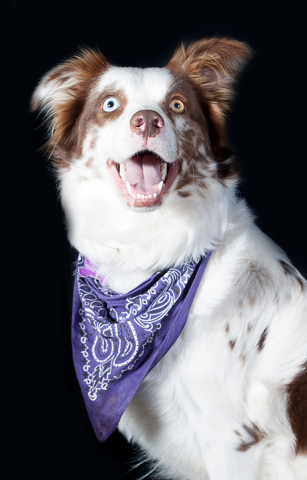 Aussie shepherd Murphy in a purple bandana, studio pet portrait